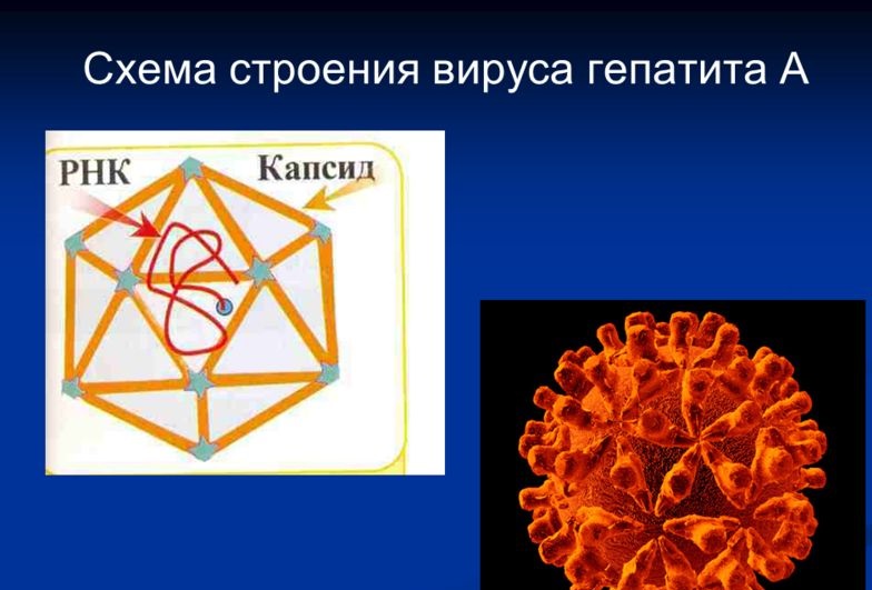 строение вируса гепатита А