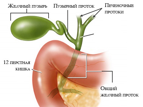 где желчный пузырь