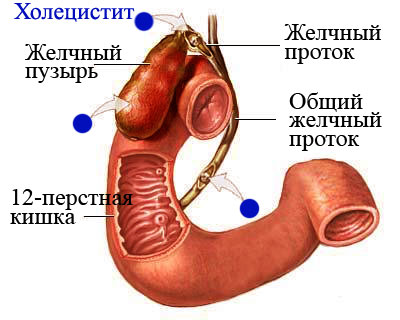 внутренние органы