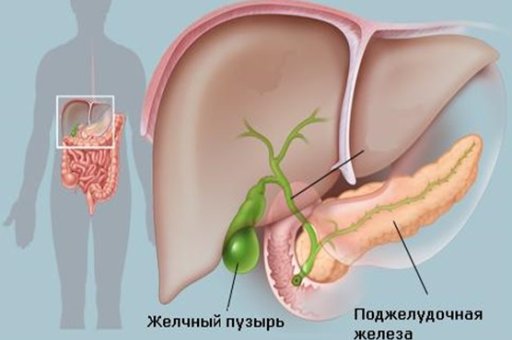 желчный пузырь