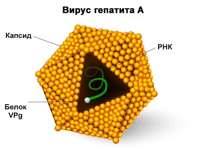 вирус гепатита а
