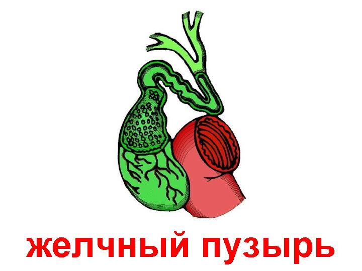 желчный пузырь